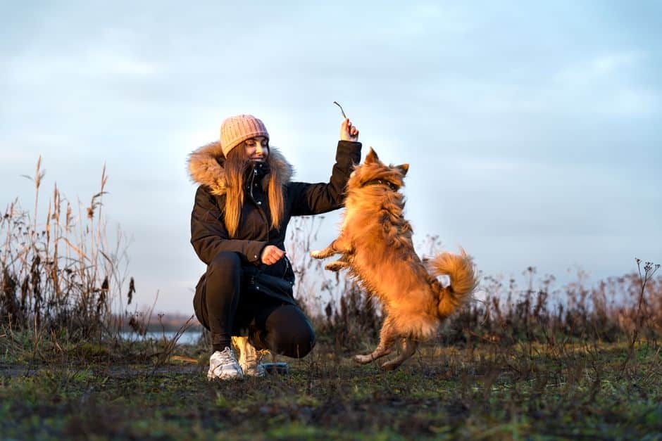 Sport canin en extérieur avec un chien qui bondit