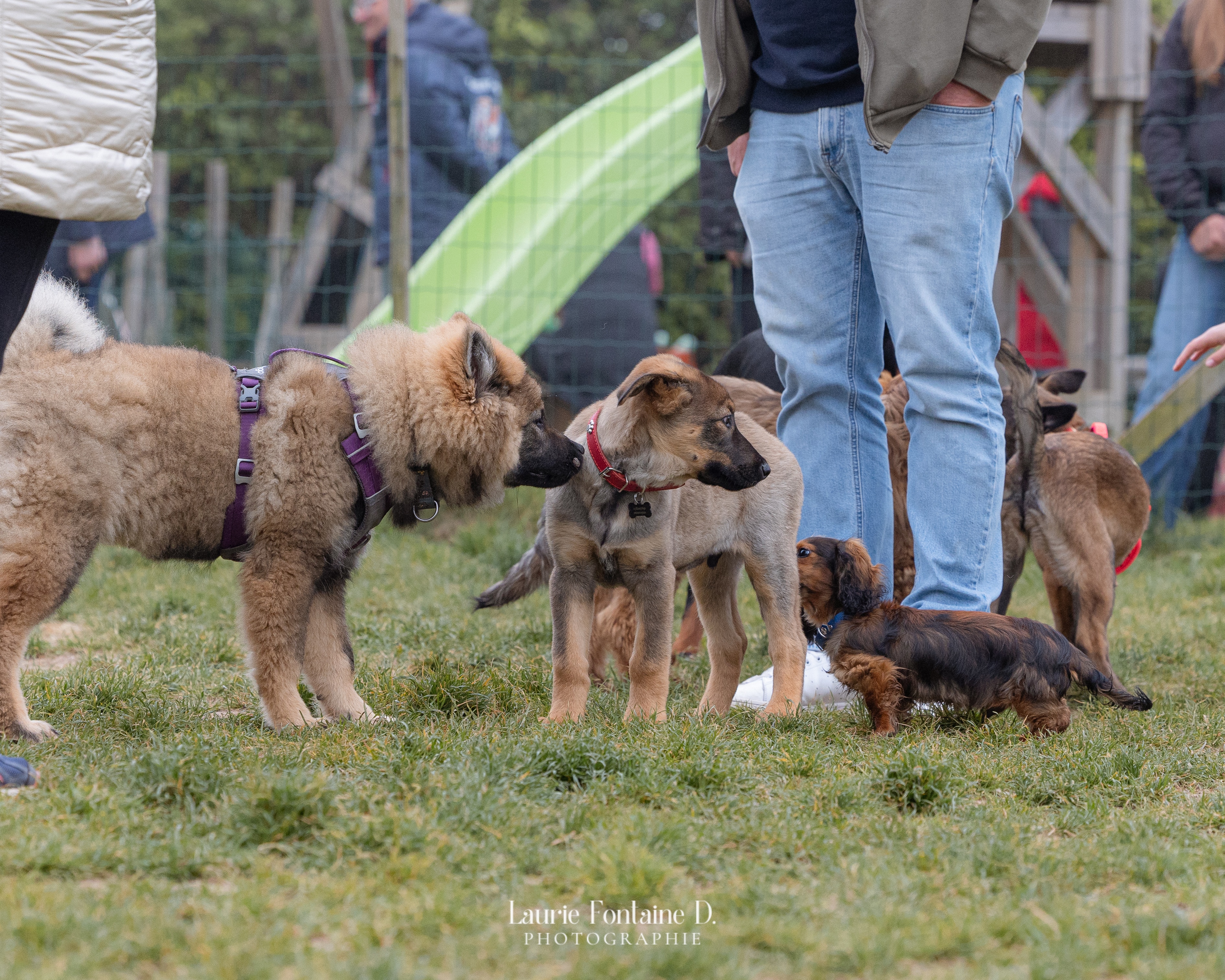 De jeunes chiots se rencontrent et se socialisent sur l'herbe pendant une séance collective Pédadog