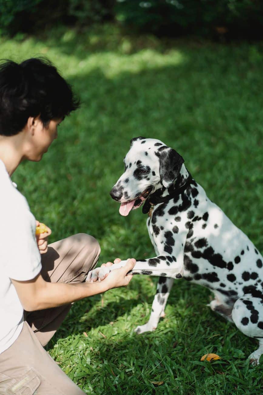 Gaëtan Dupret, éducateur canin, en pleine séance d'éducation avec un chien dans un parc ensoleillé
