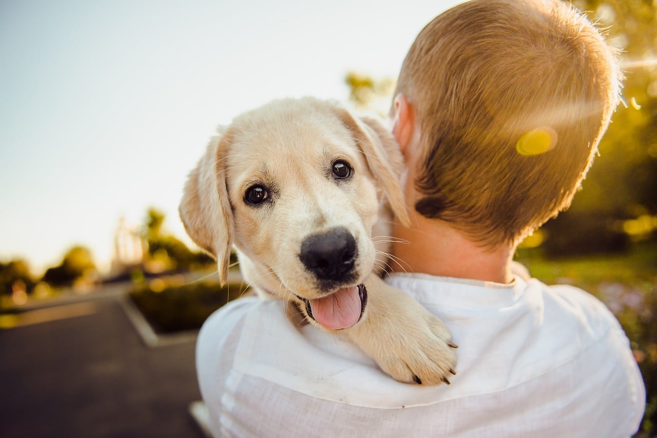 Chiot golden retriever blotti sur l'épaule de son maître au soleil couchant
