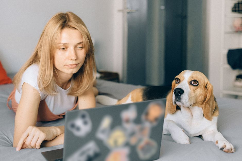 Une personne suit une vidéo d'éducation canine sur sa tablette et travaille un exercice avec son chien à la maison