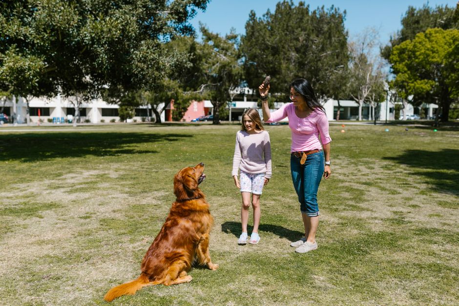 Éducateur canin à Marck en séance d'éducation avec un chien
