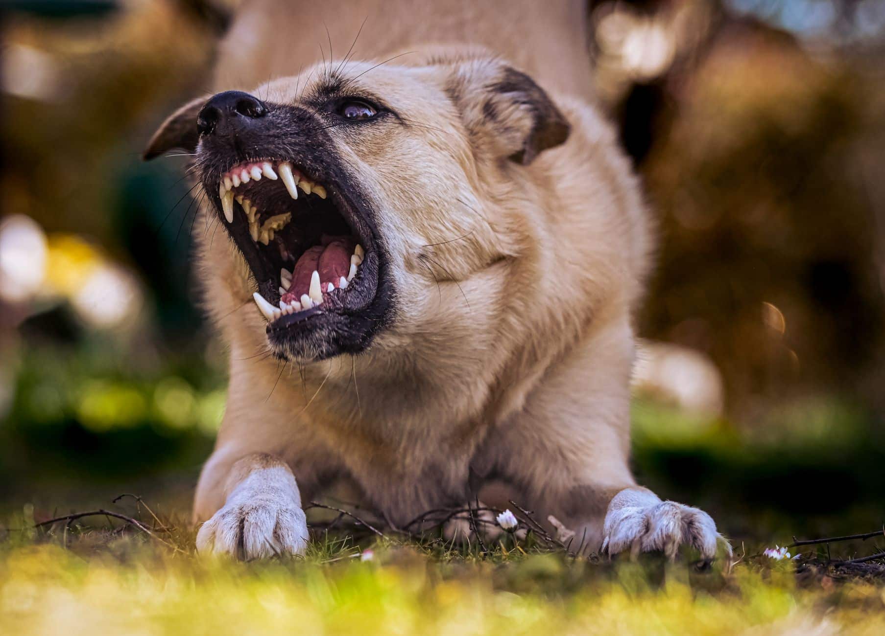 Un chien couché dans l'herbe retrousse les babines et montre les dents en signe d'avertissement