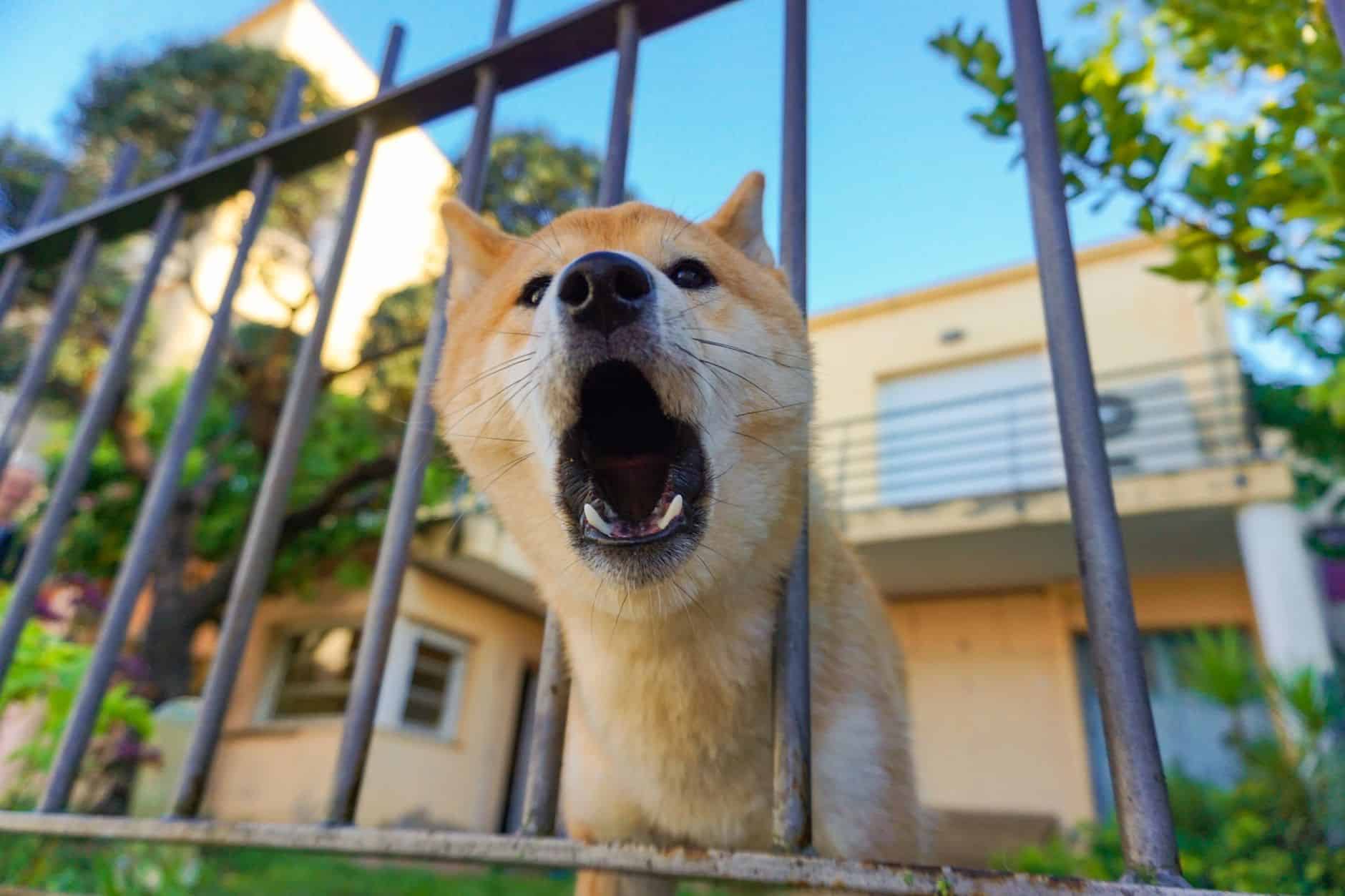 Un chien aboie derrière une clôture au soleil pour signaler un passage