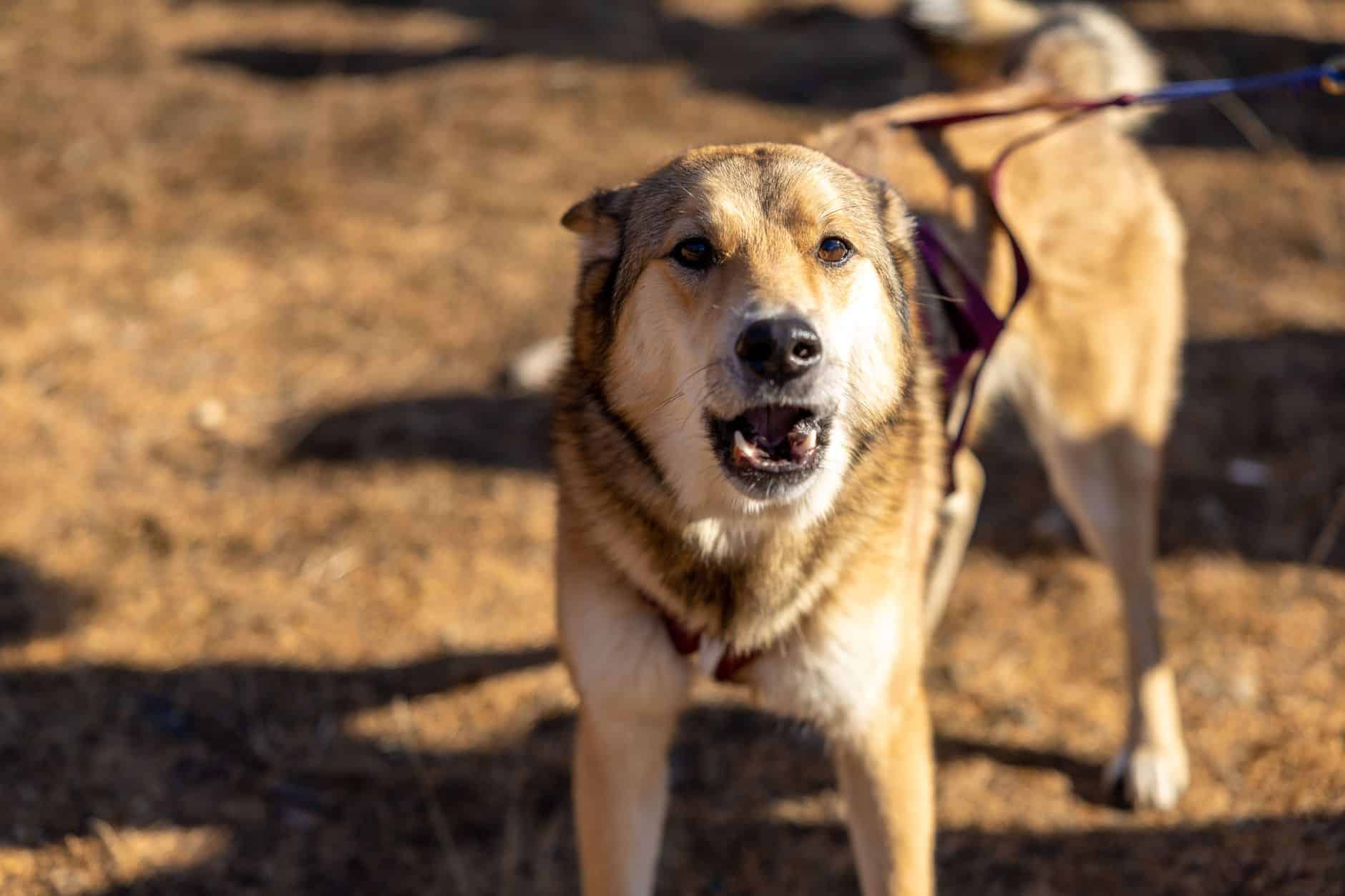 Un chien aboie et tire sur sa laisse pendant une promenade en extérieur
