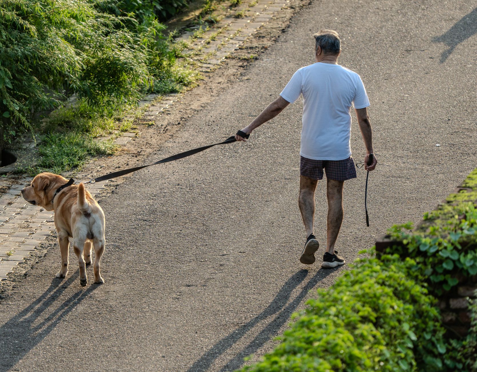 Un maître marche sereinement avec son labrador en laisse détendue sur un chemin ensoleillé