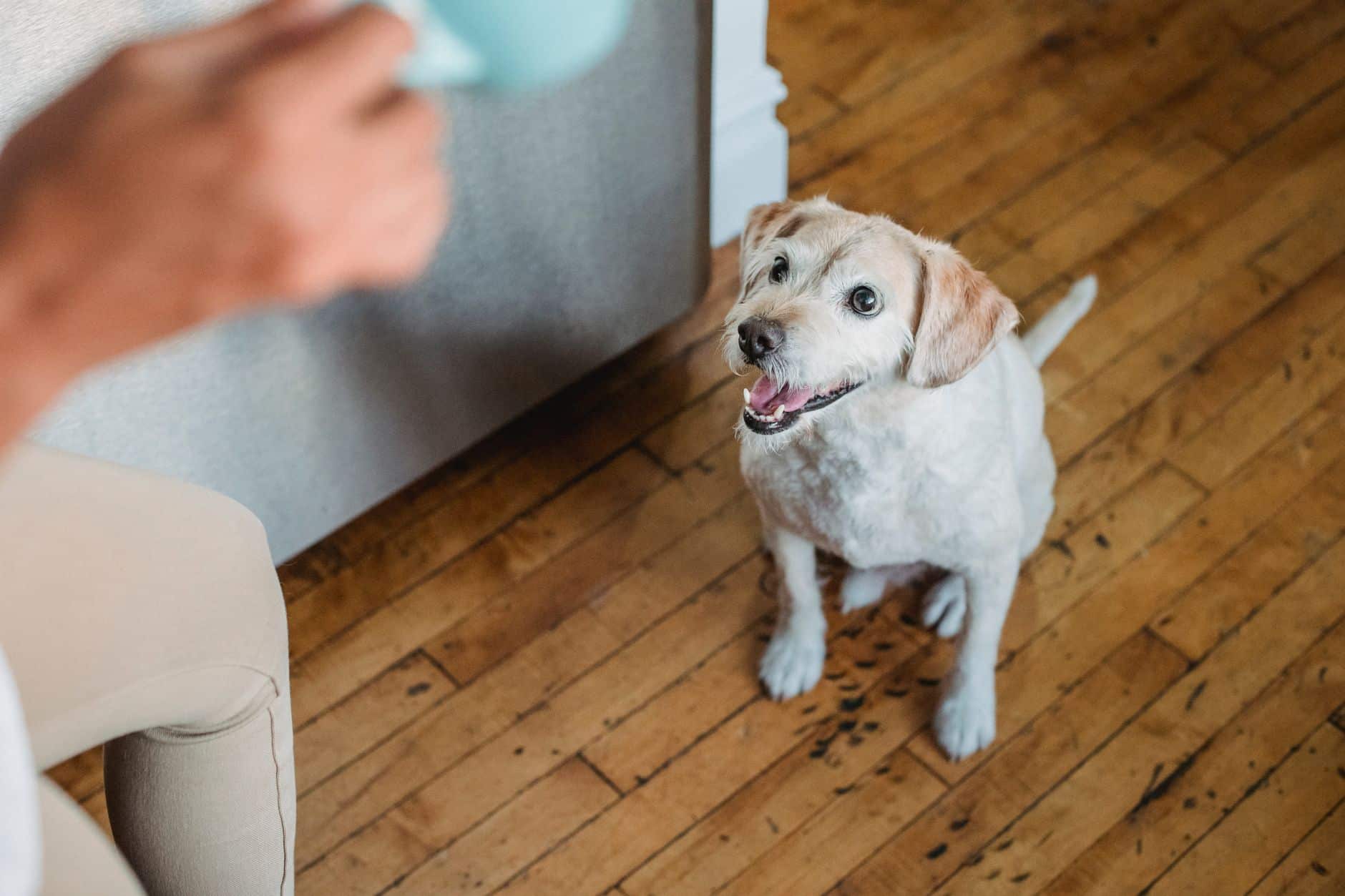 Un chiot assis sur le sol du salon à côté de sa propriétaire pendant son apprentissage