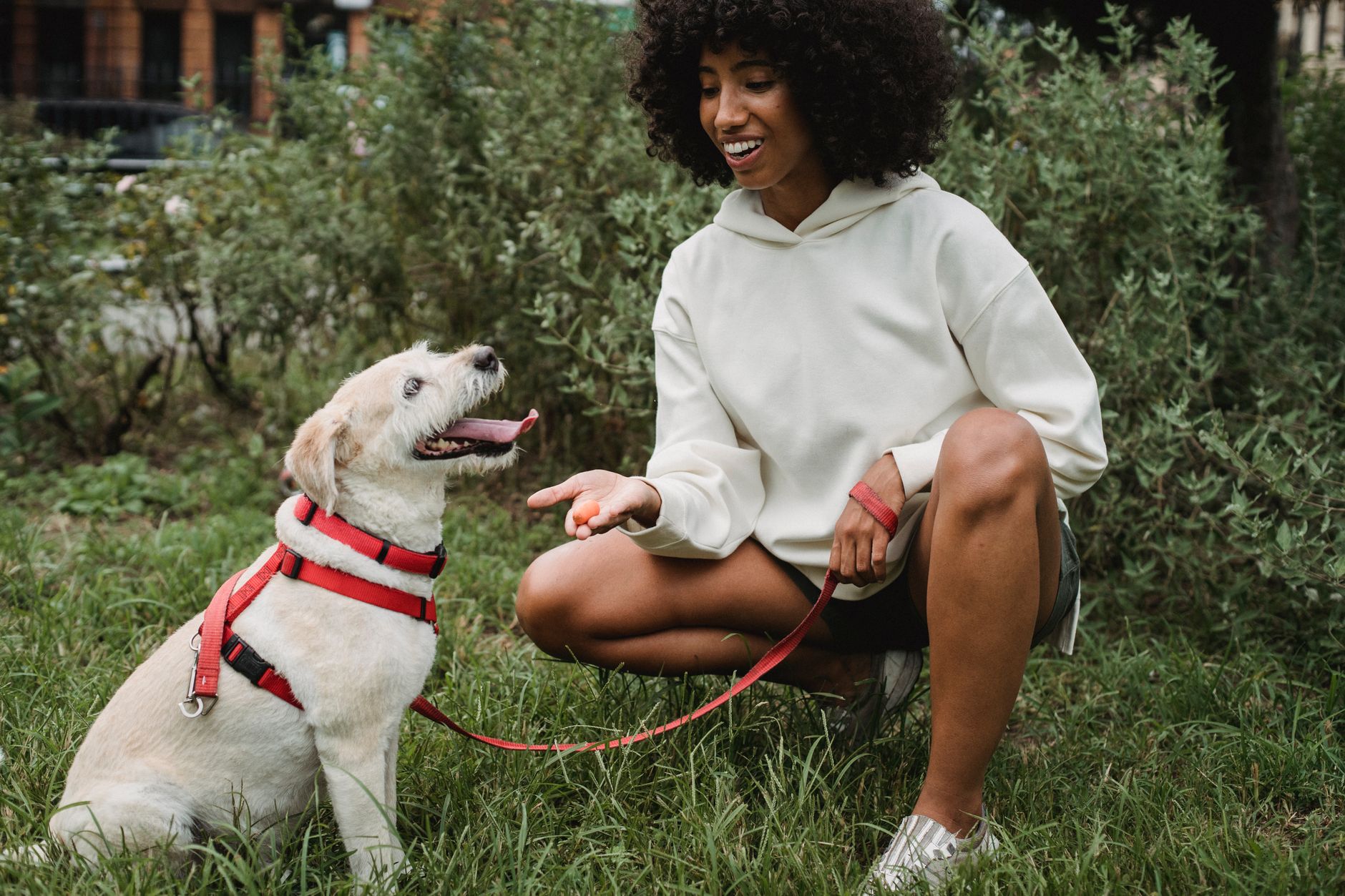 Éducation canine à Samer, marche en laisse détendue avec un chien