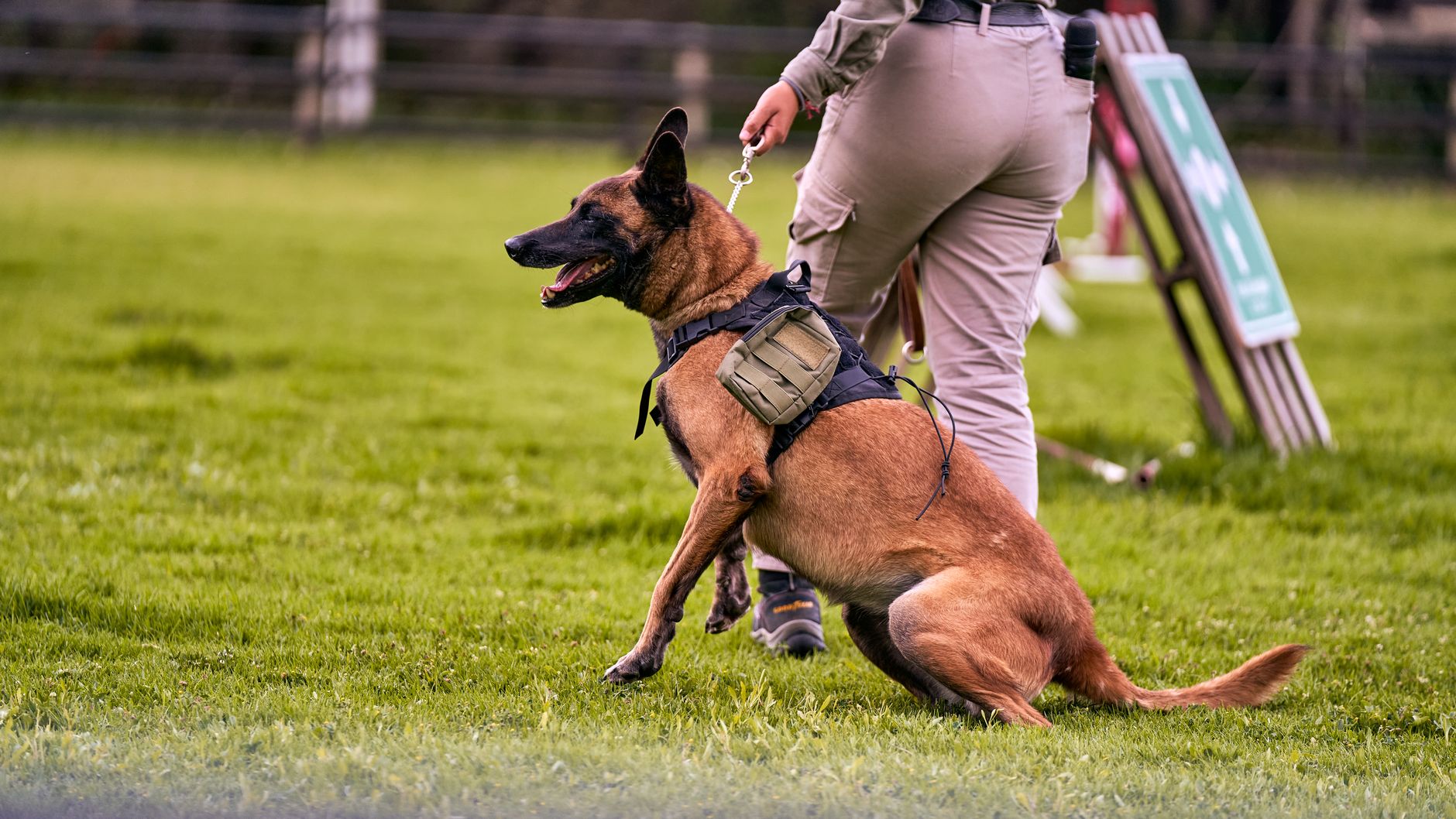 Éducateur canin comportementaliste en formation, en séance de travail avec un chien