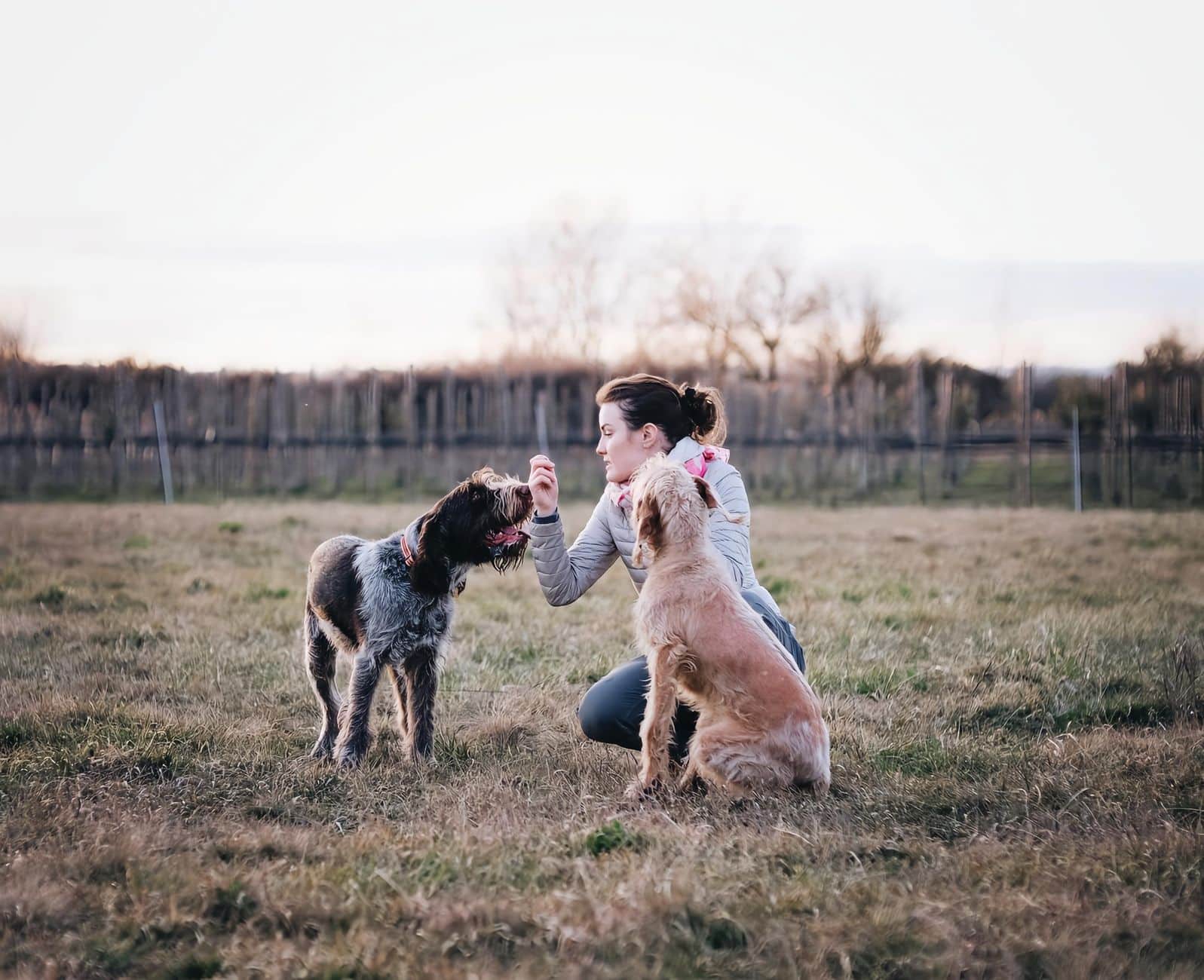 Éducateur canin à Audrehem sur le terrain Caniland avec un chien
