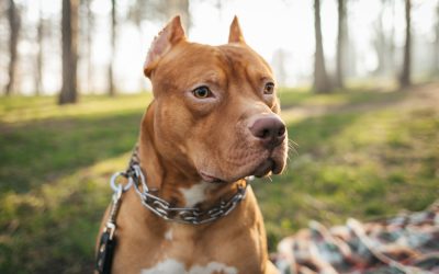 Obtenez votre attestation d’aptitude pour chien catégorisé à Ardres avec le Centre Canin Pédadog