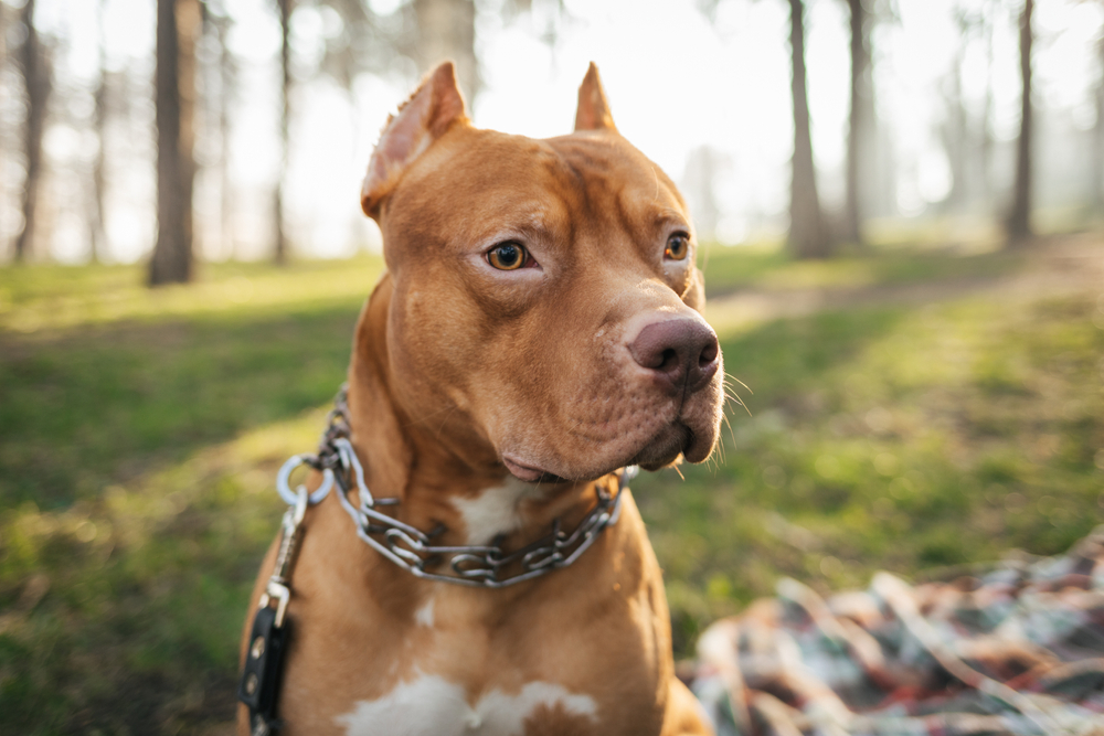Centre Canin Gaëtan Dupret - Attestation d'aptitude pour chien catégorisé Dunkerque, Gravelines, Marck, Grande Synthe