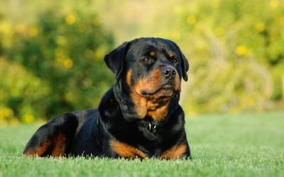 Obtenez votre attestation d’aptitude pour chien catégorisé à Calais avec le Centre Canin Pédadog