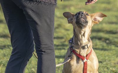 Faites appel à un comportementaliste canin à Boulogne-sur-Mer avec le Centre Canin Pédadog