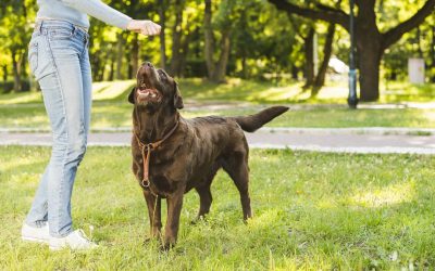 Faites appel à un comportementaliste canin au Touquet-Paris-Plage avec le Centre Canin Pédadog