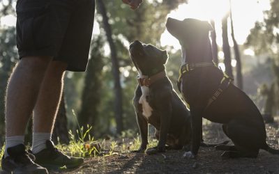 Offrez une éducation idéale à votre chiot avec l’École du chiot à Dunkerque