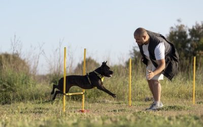 Découvrez le canicross à Boulogne-sur-Mer avec le Centre Canin Pédadog