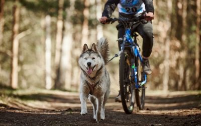 Découvrez le canicross au Touquet-Paris-Plage avec le Centre Canin Pédadog
