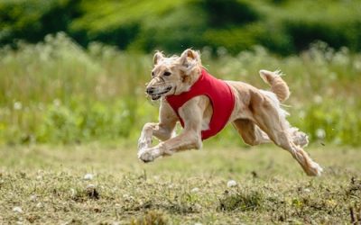 Offrez un dressage pour chien de qualité au Touquet-Paris-Plage avec le Centre Canin Pédadog
