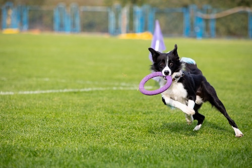 sportive-dog-performing-lure-coursing-competition Ecole du chiot Centre Canin Gaëtan Dupret à Audrehem, Saint-Omer, Calais, Lille, Boulogne-sur-Mer