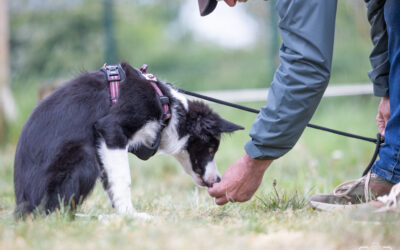 🐾 Rappel et obéissance de base chien Pas-de-Calais | PédaDog