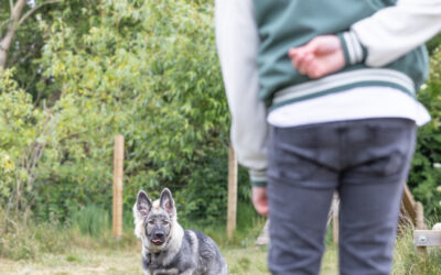 🐾 Chien qui saute sur les invités Pas-de-Calais : solutions PédaDog