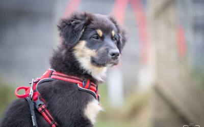🐾 Socialisation chiot et chien Pas-de-Calais | PédaDog