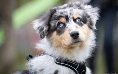 🐾 Éducation chiot Pas-de-Calais : services complets PédaDog