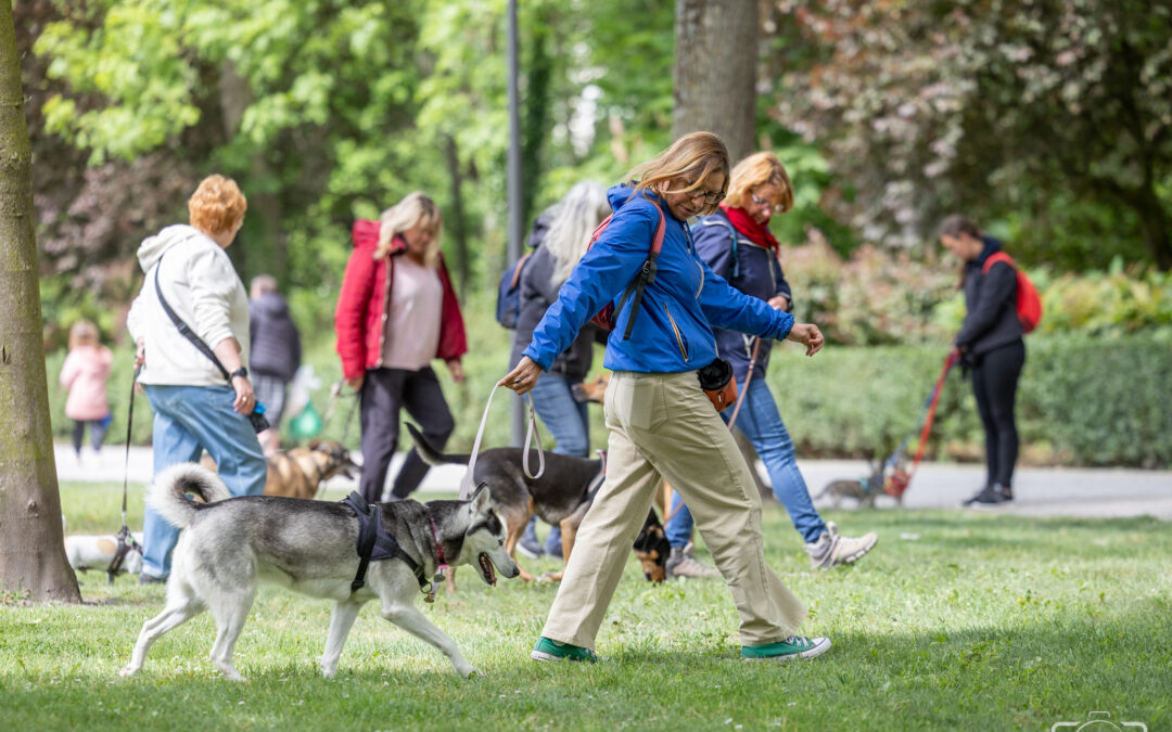 🐕 Éducation chien Pas-de-Calais : apprendre la marche en laisse