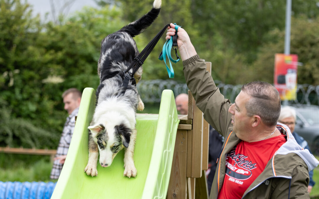 🐾 Accompagnement chiot Pas-de-Calais | PédaDog