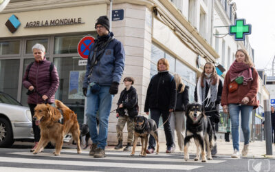 🐾 Marche en laisse Pas-de-Calais | Chien qui tire en laisse – Solutions PédaDog