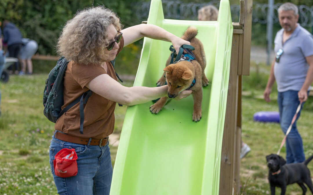 🐾 École du chiot à Calais | Cours récréatifs et parcours spécial chiot