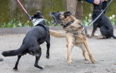 🐾 Réactivité canine : quand les émotions prennent le dessus