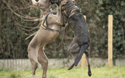 🐾 Réactivité canine : comprendre et aider un chien qui réagit excessivement