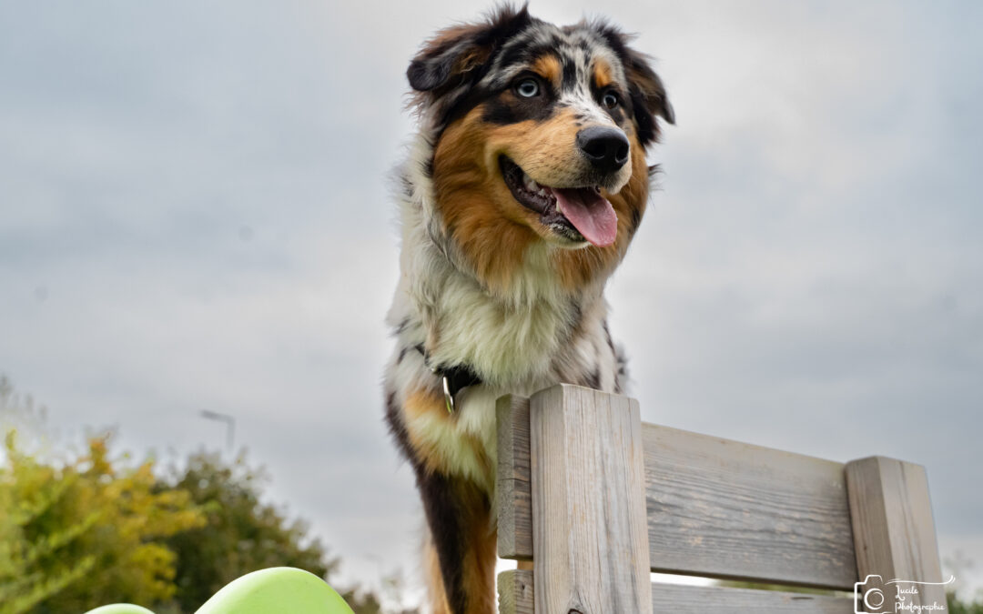 🐾 Éducation du chiot : poser les bases d’une relation stable et harmonieuse