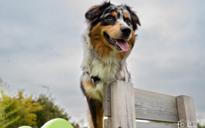 🐾 Éducation du chiot : poser les bases d’une relation stable et harmonieuse