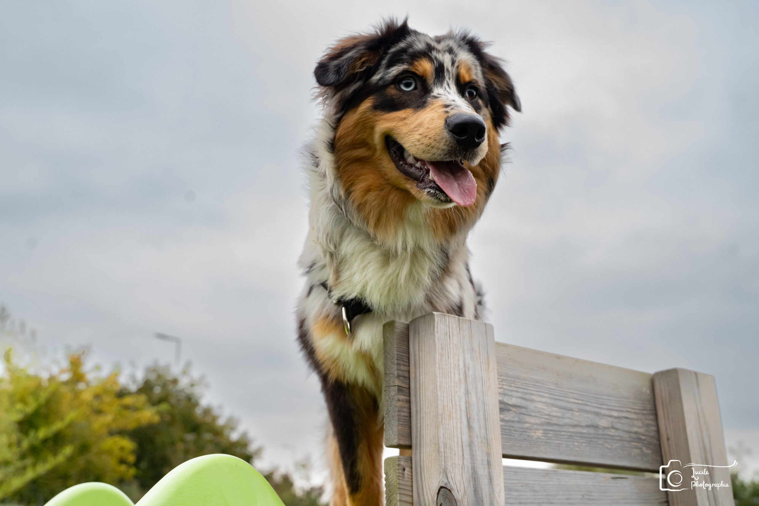 Formation et dressage pour chiens à Dunkerque avec PédaDog