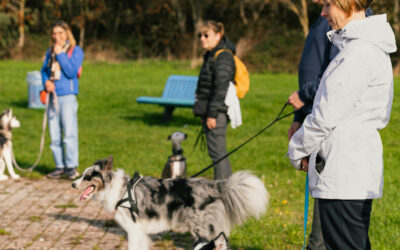 🐾 Éducateur canin à Dunkerque – Éducation canine respectueuse avec PédaDog