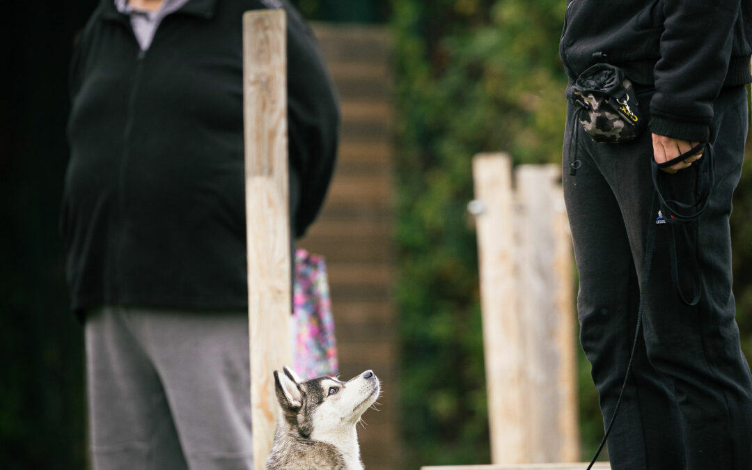 🐾 Éducation canine Pas-de-Calais – Comprendre, construire et évoluer ensemble