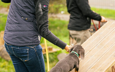 🐾 Chiots : accompagnement complet – École du chiot, coaching individuel & formation en ligne