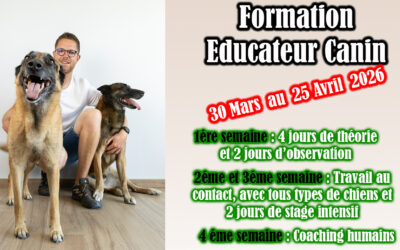 🎓 Formation Éducateur Canin Pas-de-Calais – Devenez professionnel avec PédaDog