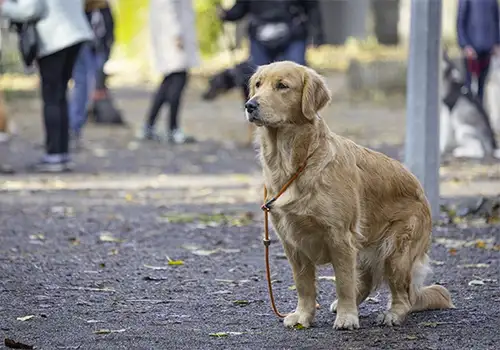 1 Dressage chien à Ardres, Saint-Omer, Calais, Marquise, Boulogne-sur-Mer, Dunkerque, Gravelines, Marck, Grande Synthe