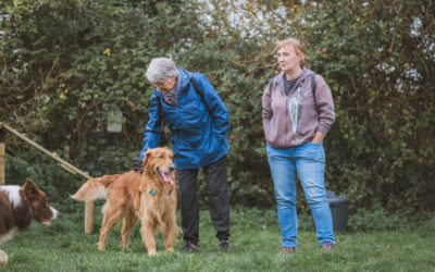 🐾 Éducation canine Dunkerque – PédaDog, votre partenaire pour un chien épanoui et équilibré