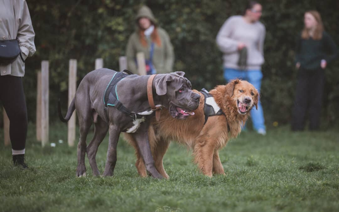 🐾 Réactivité canine à Boulogne-sur-Mer – Agressivité, aboiements, peur : PédaDog vous aide à apaiser votre chien