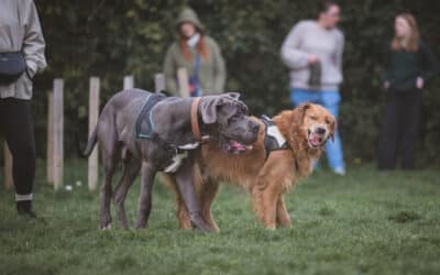 🐾 Réactivité canine à Boulogne-sur-Mer – Agressivité, aboiements, peur : PédaDog vous aide à apaiser votre chien
