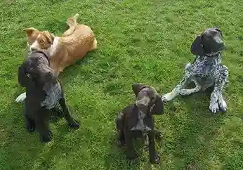 1764008565002-comportementaliste-canin-2 (1) Comportementaliste canin gaetan dupret à Ardres, Saint-Omer, Calais, Marquise, Boulogne-sur-Mer, Dunkerque, Gravelines, Marck, Grande Synthe