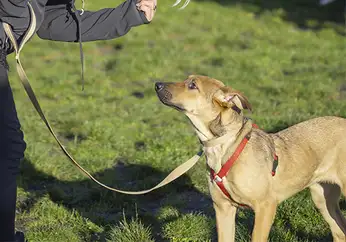 1764008615596-6 Comportementaliste canin gaetan dupret à Ardres, Saint-Omer, Calais, Marquise, Boulogne-sur-Mer, Dunkerque, Gravelines, Marck, Grande Synthe