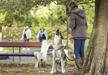 1764008616502-9 Dressage chien à Ardres, Saint-Omer, Calais, Marquise, Boulogne-sur-Mer, Dunkerque, Gravelines, Marck, Grande Synthe