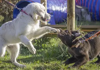 1764008617500-4 Centre Canin Gaëtan Dupret à Ardres près de Calais, Dunkerque, Gravelines, Marck, Grande Synthe