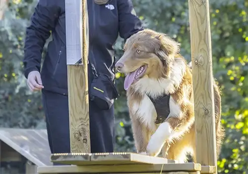 3 Educateur canin à domicile Centre Canin Gaëtan Dupret à Ardres, Saint-Omer, Calais, Marquise, Boulogne-sur-Mer, Dunkerque, Gravelines, Marck, Grande Synthe